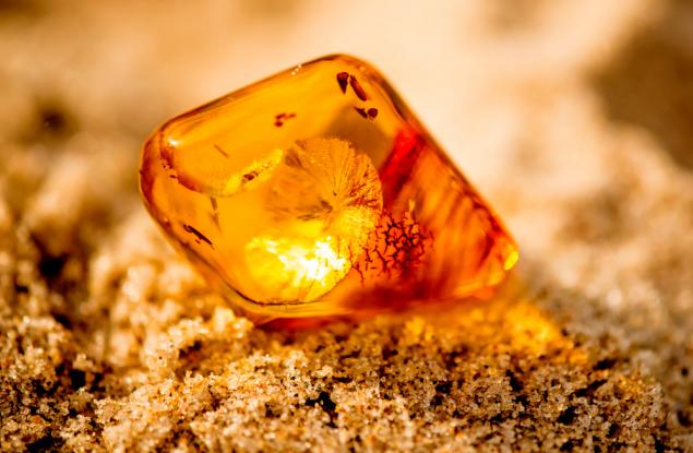 Откриха най-древния образец на животинска сперма в кехлибар на 100 млн. години