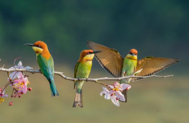 Учени предлагат ново родословно дърво на птиците и преразглеждат еволюционната им история 