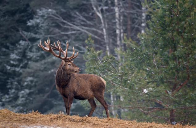 Приказка за неблагодарния елен