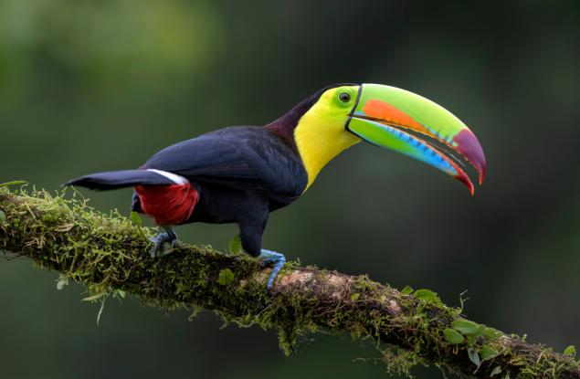 Защо туканът е толкова впечатляващ?