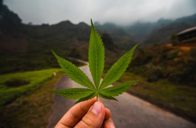 Джордж Вашингтон отглеждал предимно марихуана на вилата си: 10 любопитни факта за това растение