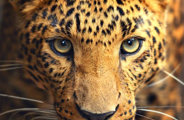 Загубата на дива природа ще струва на световната икономика 479 милиарда долара годишно до 2050 г.