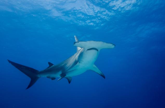 Откриха на Галапагоските острови място, където се размножават застрашените акули чук