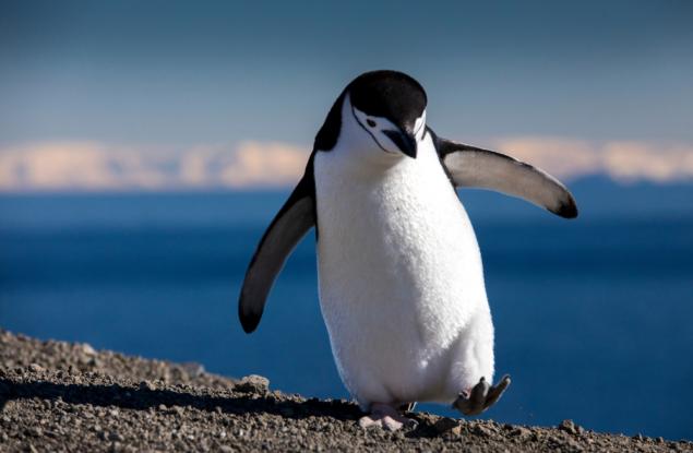 Повече от половината антарктически растения и животни могат да изчезнат заради изменението на климата