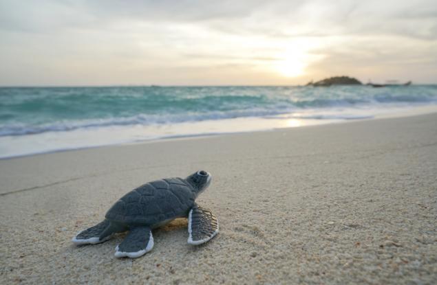 Оцеляването на морската костенурка