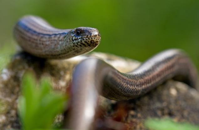 Гущер без крака?