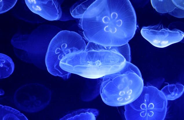 Бързи бионични медузи могат да помогнат за изследването на океаните