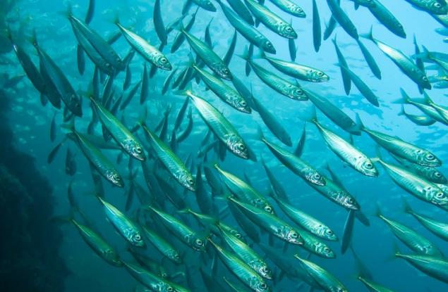 Скритите токсини в рибите, които ядем