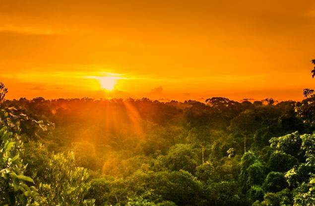 По-голямата част от амазонската екваториална гора е пред катастрофален колапс