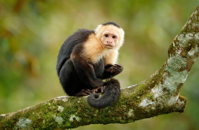 И маймуните могат да бъдат отмъстителни