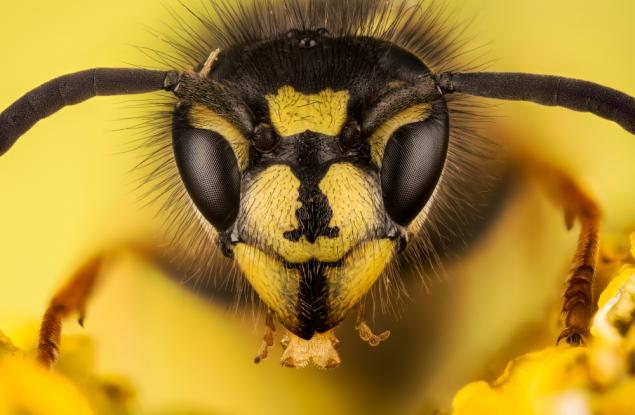 Създадоха революционен антибиотик от отрова на оси