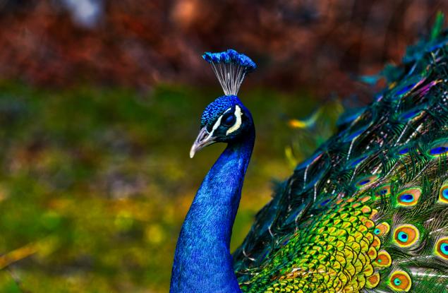 20 пернати факта за пауните