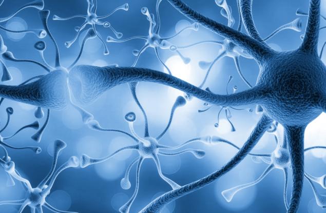 Идентифицираха ключов протеин за производството на нови неврони за паметта и обучението в мозъка на възрастни