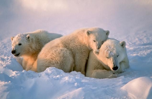 Въздействието на климатичните промени върху ключови животински видове