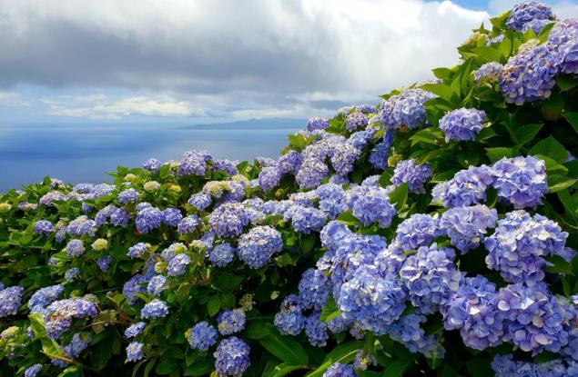 Как климатичните промени влияят върху растенията
