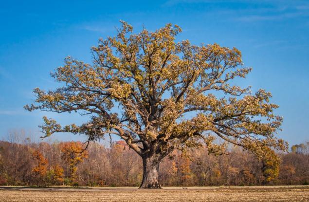 Рядък тип древни и изключително дълголетни дървета поддържат своите гори живи