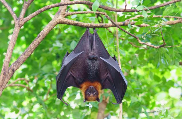 Прилепите и изменението на климата – опазване на застрашени видове в едно различно бъдеще