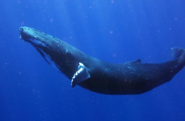 Ето как сините китове са станали най-големите същества на Земята