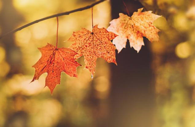 Есента като любов