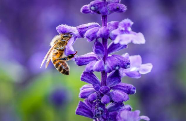 Цветята изоставят опрашителите