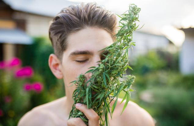 Ето защо канабисът мирише толкова неприятно