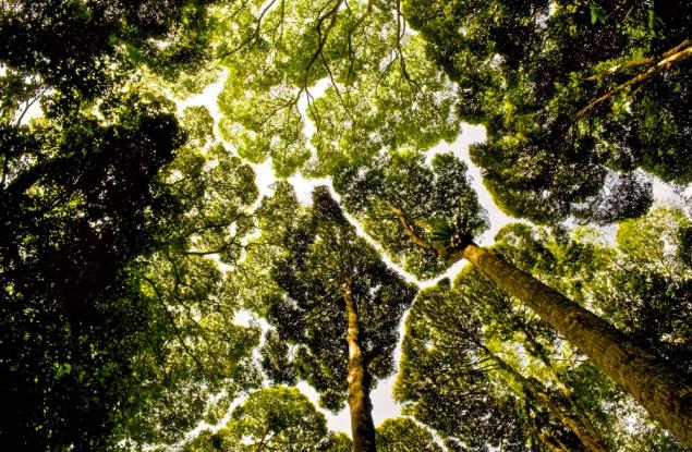 Защо някои дървета са "срамежливи" и не докосват чуждите листа?