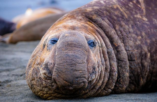 Северните морски слонове са рекордьори по кратък сън сред бозайниците