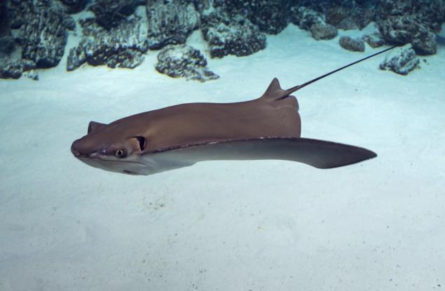 "Непорочно" забременялата риба скат страда от рядко заболяване 