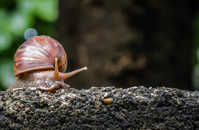 Охлювите имали любим цвят