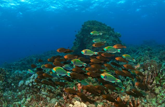 Учени отглеждат корали в лаборатории, за да възстановяват унищожени рифове 