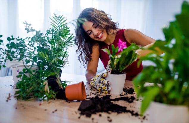 7 растения с изключителни ползи за здравето, които могат да се отглеждат в домашни условия