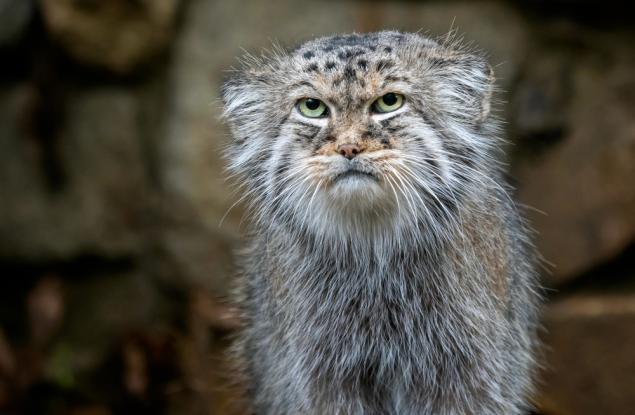 Манулът – най-свирепата котка