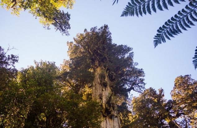 Дърво на 5000 години в Чили е "капсула на времето" за адаптация към изменението на климата