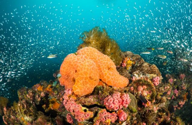 Учени установиха, че морските гъби са живи ДНК-банки на подводната среда 