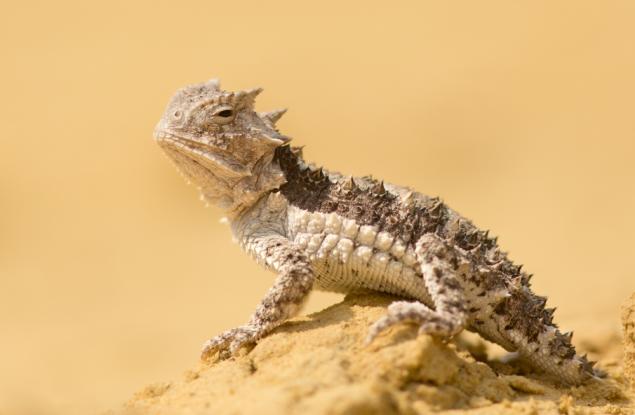 Най-странното приложение на кръвта