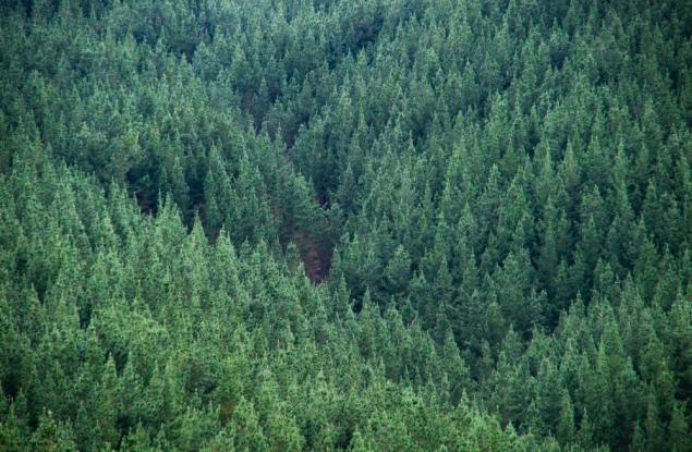 Земетресенията помагат на дърветата да растат