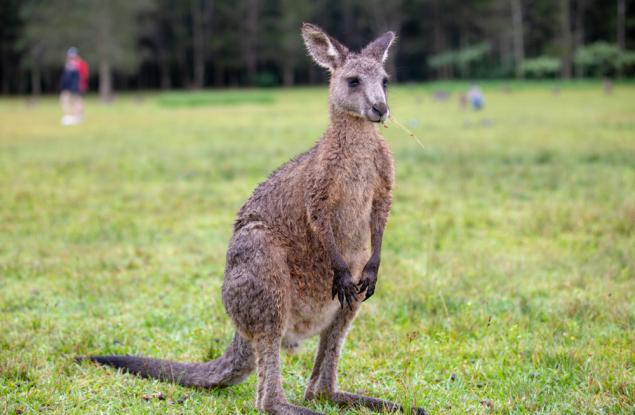 Най-дългият скок