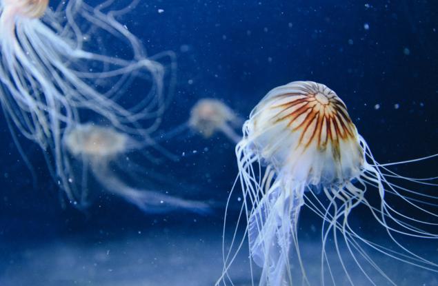 Най-отровното животно на света