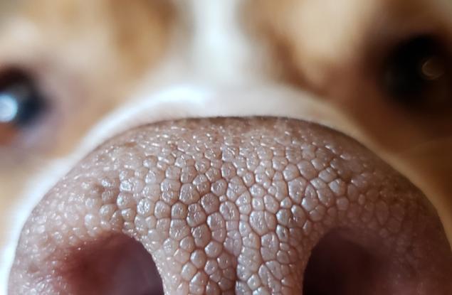 Израелски учени използват кучета, направлявани от ИИ, за ранно откриване на рак с над 94% точност