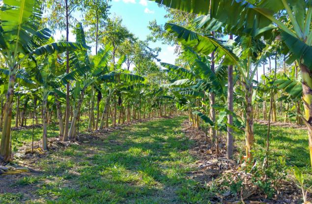 Как агролесовъдството може да смекчи последиците от изменението на климата?