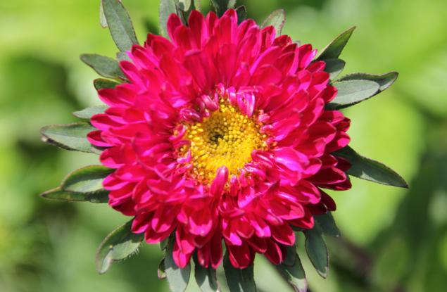 Фенологията на растенията е важен биоиндикатор за изменението на климата