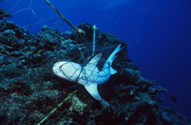 Изгубените в моретата и океаните риболовни корди могат да обвият Земята 18 пъти