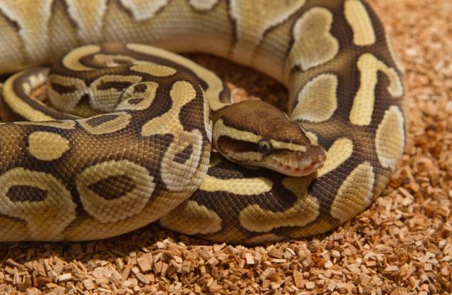 Изключително стар кралски питон снесе яйца, въпреки че не е виждал мъжки от десетилетия