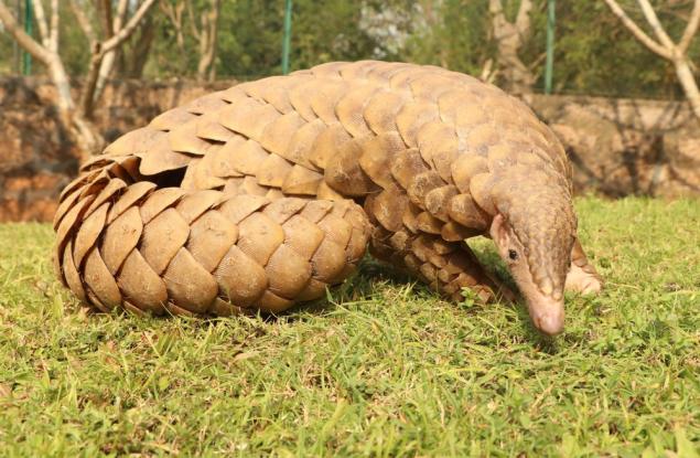 Откриха коронавируси, сходни с щама на този, отговорен за пандемията, в панголини, пренасяни незаконно