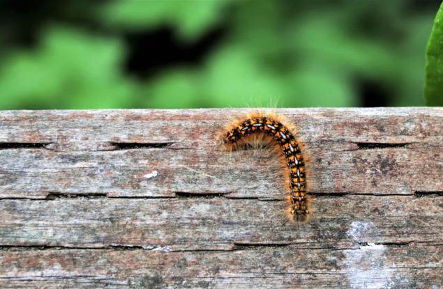 Учени откриха нов вид месоядна гъсеница с прозвището „колекционер на кости“
