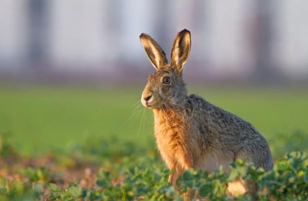 Най-многодетното семейство