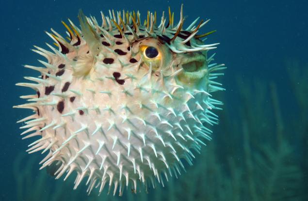 Смъртоносна риба като ястие