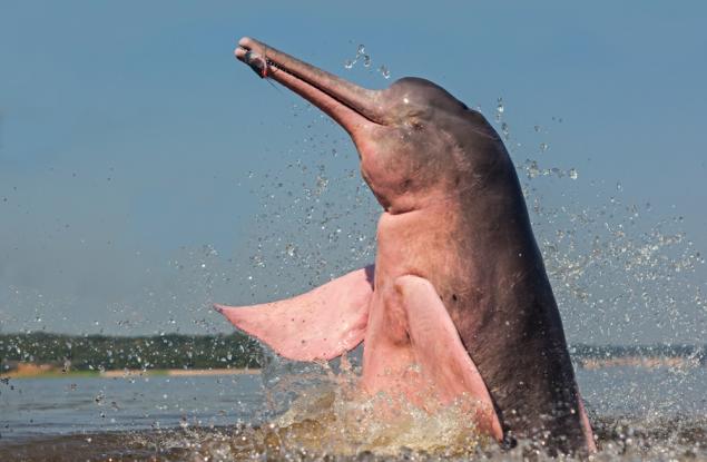 Генетично изследване установи какво е общото между хората и животните