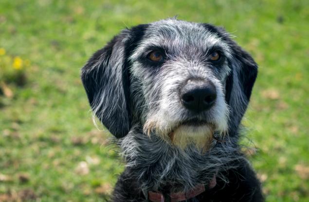 Когато слухът на възрастните кучета започва да отслабва, рискът от деменция се увеличава