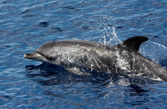 Записаха за първи път как делфин говори на езика на морските свине
